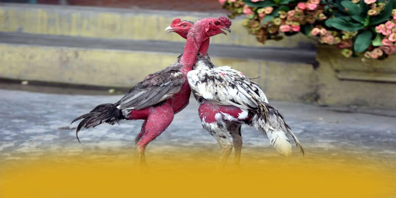 Độ tin cậy dữ liệu cá nhân tại GOOD88 Độ tin cậy dữ liệu cá nhân tại GOOD88